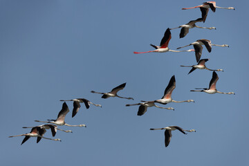 Greater Flamingos flying at Mameer coast in the morning, Bahrain
