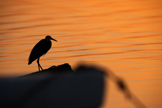  Silhouette of Western reef heron during sunrise at Eker