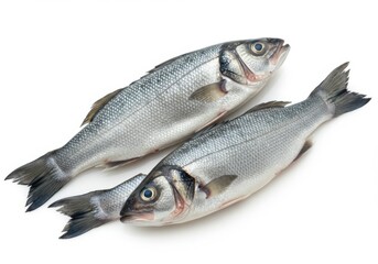 Obraz premium Two fresh sea bass with silvery scales isolated on white background