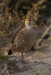 Closeup of a Grey francolin at Hamala, Bahrain