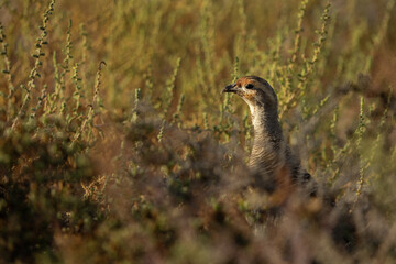 Closeup of a Grey francolin in the bushes at Hamala, Bahrain