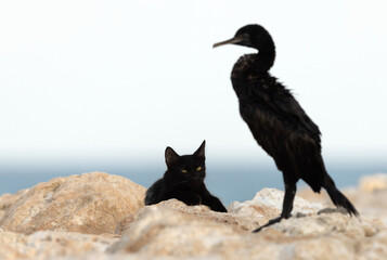 A black domestic cat and Socotra cormorant on limestone rock at Busaiteen coast, Bahrain