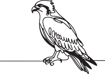 Osprey Bird Vector Art Line Drawing