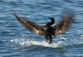 Motion blur image of Socotra cormorant  landing at Busaiteen coast of Bahrain