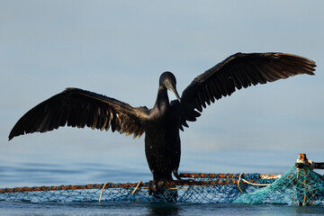 Socotra cormorant settling down on fishing net at Busaiteen coast, Bahrain