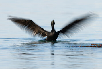 Motion blur image of Socotra cormorant  flapping its wings at Busaiteen coast of Bahrain