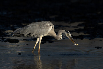 Grey Heron with a big fish catch at Tubli bay, Bahrain