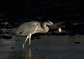 Grey Heron with a fish catch at Tubli bay, Bahrain