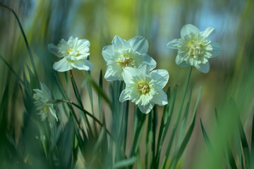białe pełne narcyze, white full narcissi	