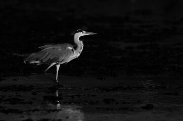 Portrait of a Grey Heron at Tubli bay, Bahrain