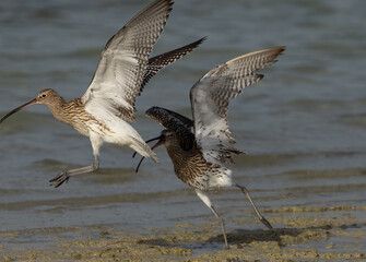 Eurasian curlew fighting at Busiateen coast of Bahrain
