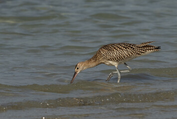Closeup of a Eurasian curlew feeding at Busaiteen coast, Bahrain