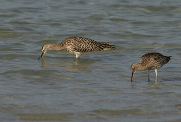 A pair of Eurasian curlew feeding at Busaiteen coast, Bahrain