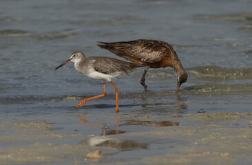 A Redshank and a bar-tailed godwit at Busaiteen coast of Bahrain