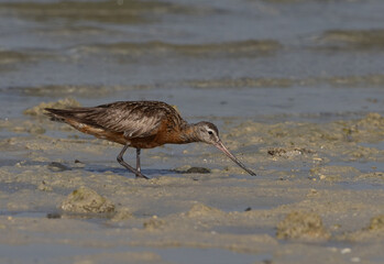 Bar-tailed Godwit feeding at Busiateen coast of Bahrain