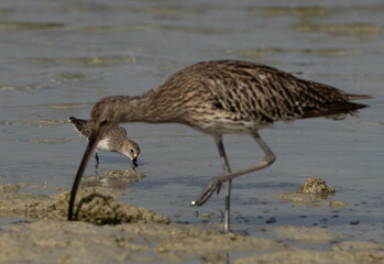 Selective focus on a Little Stint feeding during low tide at Busaiteen coast with a Eurasian curlew at the foreground.