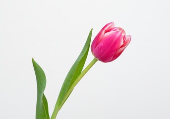 Obraz premium Vibrant pink tulip with green stem isolated on white background