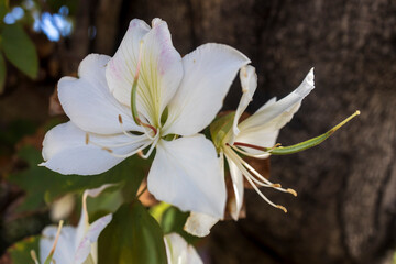 Close-up of elegant white Bauhinia forficata flowers, also known as Brazilian Orchid Tree, blooming