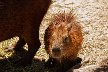 close-up photography of capybara in warm environment