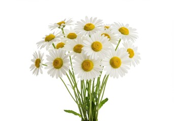 Bouquet of white daisies with yellow centers and green stems isolated on white background