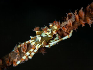 Whip Coral Xeno Crab (Xenocarcinus tuberculatus) masterfully camouflaged on its host, a whip coral