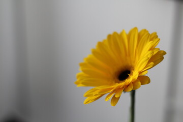 Single yellow gerbera in interior on white background. Plenty of room to copy. Great for use in social media and advertising. Spring mood