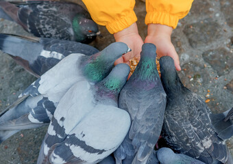 children's hands with grain and seeds feed pigeons in the city square kindness volunteers we cultivate kindness in children birds peck grain from hands young man playing on the ground