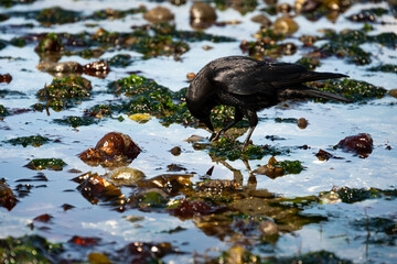 American crow with limpet in beak, marine life at low tide in Puget Sound at Golden Gardens park,...