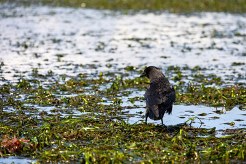 American crow on the beach at low tide, sea grass covered in Pacific Herring Eggs from massive spawn, Puget Sound at Golden Gardens park, Seattle, Washington

