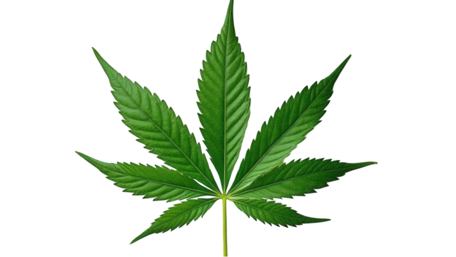 Isolated close up of a bright green cannabis leaf with seven points on a black background image