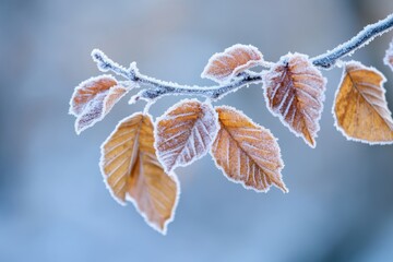 Frozen autumn leaves on a branch