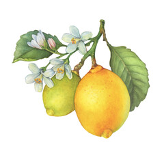 Fresh citrus lemons fruit. A branch of a lemon tree with green leaves and flowers. Watercolor, hand drawn illustration on white background	