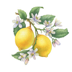 Two fresh citrus lemons. A branch of a lemon tree with green leaves and flowers. Watercolor, hand drawn illustration on white background	