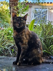 Tortoiseshell cat looking forward