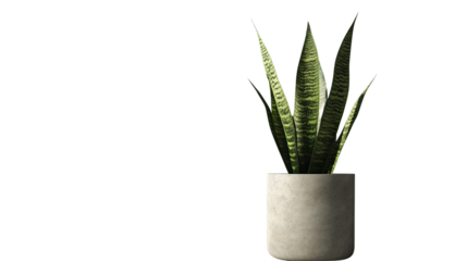 Indoor plant in modern concrete pot, snake plant style, PNG with soft shadows