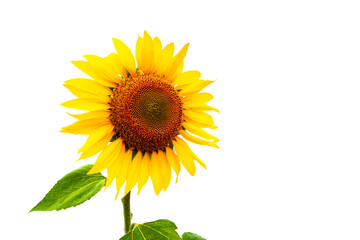 Bright sunflower blooms in vibrant yellow showcasing natural beauty and intricate details under soft lighting