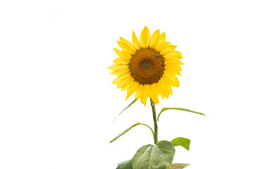 Bright sunflower blooms in vibrant yellow showcasing natural beauty and intricate details under soft lighting