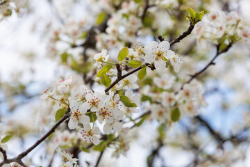 Close-Up of White Cherry Blossoms in Bloom with Delicate Petals and Red Stamens