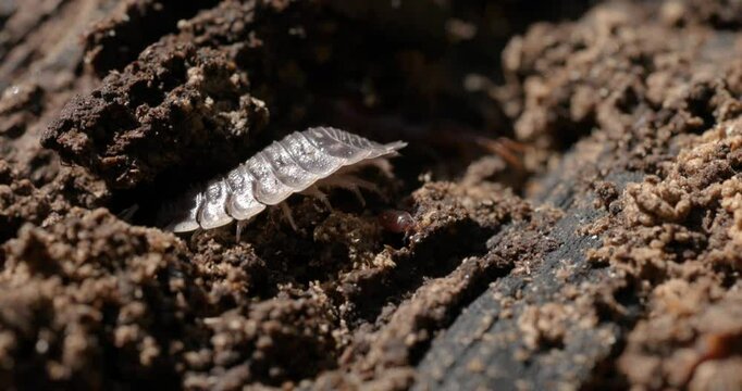 A close-up shot of a woodlouse crawling over damp soil and decaying wood in a natural forest environment.