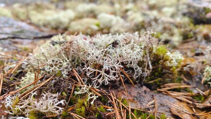 Close up moss greenery scene, forest floor, ecological, nature, woodland. Ecology background textured natural banner. Northern nature, growing foliage, grey moss. 