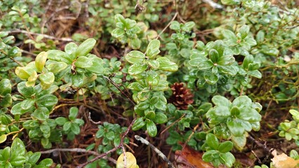 Detail of the northern autumn forest. Dark green saturated lingonberry leaves close up