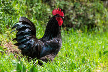 Black Rooster with Red Comb Standing Proudly on the Grass