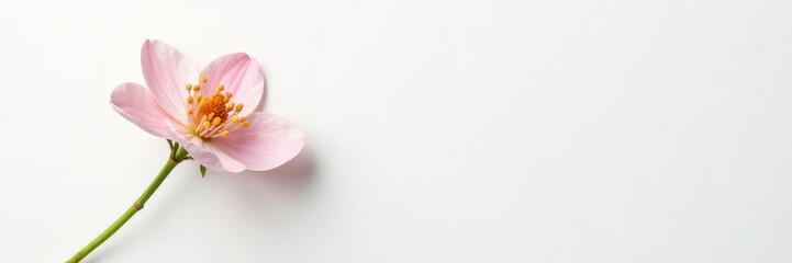 Single stem with delicate flowers on white background, botanical, foliage