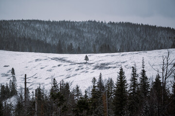 Zimowy krajobraz z samotnym drzewem na ośnieżonym stoku. W tle ciemny las i zachmurzone niebo. © Adam.rtk
