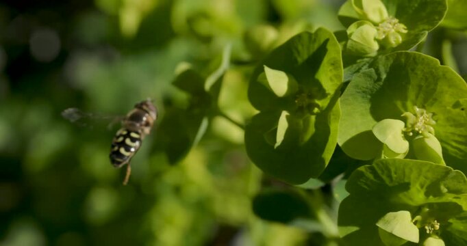 A macro video of a hoverfly resting in the sunlight.