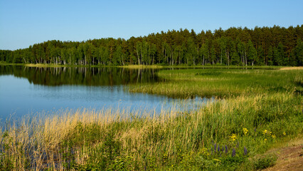 reed-covered coast with opposite coniferous forest and coastal birches reflected on the water surface of a calm lake in good weather on a warm May day. spring-summer landscape in 16x9 format