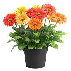 3D Potted Gerbera Daisy Plant with Bright Red Orange Flowers Isolated on Transparent Background