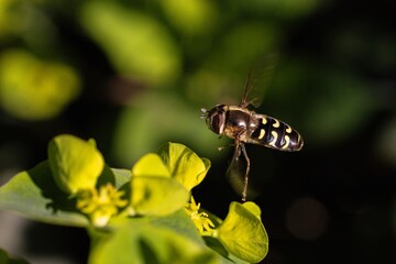 A hoverfly flying of a green leaf, captured in sharp detail against a vibrant natural background.