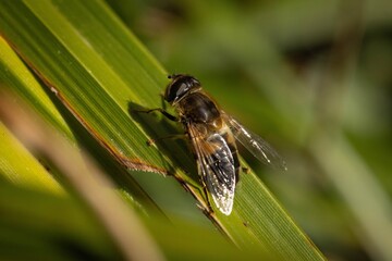 Close-up of a hoverfly resting on a sunlit surface in a natural outdoor setting.