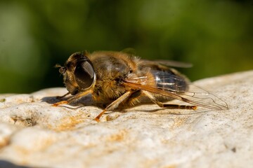 Close-up of a hoverfly resting on a sunlit surface in a natural outdoor setting.